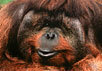 Симпатишный орангутанг с сайта www.columbia.edu