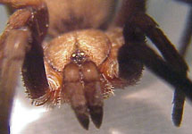 Современный представитель семейства Filistatidae - самка  Kukulcania. Фото с сайта http://kaweahoaks.com/html/filistatid_kukulcania_sp.html