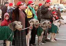 Парад Дня св. Патрика. Ирландские волкодавы. Фото с сайта РИА ''Новости''