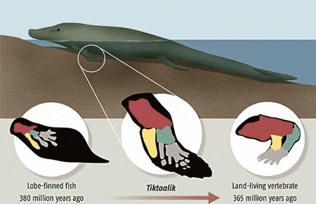 Тиктаалик - промежуточное звено между рыбами и тетраподами. Изображение Nature с сайта New Scientist