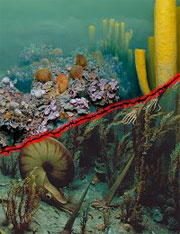 Катастрофа, случившаяся 250 миллионов лет назад и носящая наименование "Большая Смерть", оказала глубокое и длительное воздействие на морскую флору и фауну. Верхняя часть изображения показывает жизнь до массового вымирания, а нижняя - после. Изображение Field Museum с сайта abc.net.au
