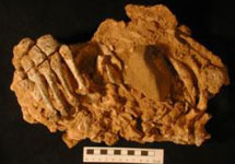 Окаменевшие останки неандертальца, заключенные в сцементировавшийся блок из песка и глины: кости левой ноги, ребра, позвонки. Экспонат из испанских пещер Эль Сидрон. Фото Antonio Rosas с сайта New Scientist