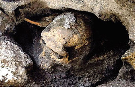 1,8-миллионолетний череп из Грузии. Фото Грузинского национального музея с сайта www.dailymail.co.uk