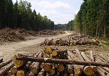 Вырубка  Химкинского леса. Фото Ecmo.Ru
