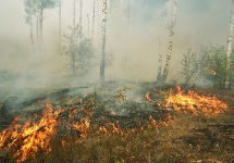 Лесной пожар. Фото с сайта ecolopro.ru