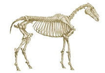 Скелет лошади. Фото с сайта www.gaitedhorses.net