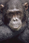 Шимпанзе. Фото с сайта www.nature.com