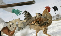 Турция, борьба с птичьим гриппом. Фото АР