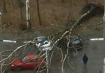 Поваленное дерево в Москве. Фото из инстаграма @irina_hcramcova