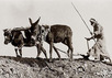 Палестина начала ХХ века. Фото с сайта www.picture-history.com