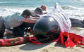 Добровольцы спасают китов. Фото АР