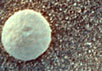 Шарики на Марсе. Вид марсианского грунта, полученный с помощью Microscopic Imager. Фото NASA/JPL/US Geological Survey