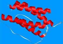3D-модель молекулы лептина с сайта neon.chemistry.ox.ac.uk/mom/Leptin/default.htm