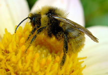 Пчела. Фото с сайта  www.nubo.ru