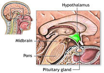 Изображение мозга с сайта
health.allrefer.com/pictures-images/hypothalamus.html