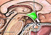 Изображение мозга с сайта
health.allrefer.com/pictures-images/hypothalamus.html