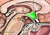 Изображение мозга с сайта
health.allrefer.com/pictures-images/hypothalamus.html