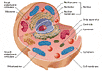 Изображение с сайта encarta.msn.com/media_461540224/Animal_Cell.html