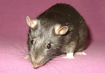 Фотография крысы с
сайта www.chris.ru/rats/pages/526_jpg.htm