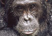 Шимпанзе. Фото с сайта www.nature.com