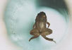 Фото левитирующей лягушки с сайта www.hfml.sci.kun.nl/froglev.html