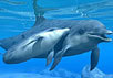 Дельфины. Фото с сайта www.helpinweb.it