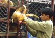 Во Вьетнаме - эпидемия птичьего гриппа. Фото АР