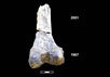 Самые старые человеческие кости из Эфиопии. Фото с сайта www.utah.edu
