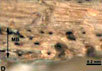 Образцы сердцевинной кости от тираннозавра. Фото с сайта www.ncsu.edu
