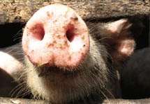 Свинья. Фото с сайта http://fotolife.com.ua