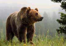 Бурый медведь. Фото с сайта outdoors.ru