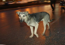 Бездомная собака. Фото Граней.Ру
