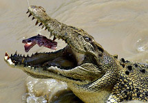 Австралийский крокодил