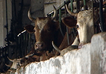 Коровы. Фото с сайта www.alphatv.ru