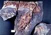 Окаменевшие останки ихтиостеги. Фото с сайта macroevolution.narod.ru/_pamphibia.htm