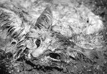 Мертвая кошка. Фото с сайта www.netsoc.tcd.ie