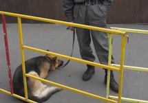 Милицейская служебная собака.Фото Андрея Хаммера