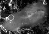 Оболочечник Ciona intestinalis, обитающий в Северном море. Фото с сайта bio.1september.ru/article.php?ID=200501401