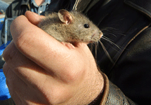 Мышь в кулаке. Фото Граней.Ру