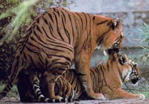 Тигры. Фото с сайта www.animalpicturesarchive.com