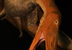 Реконструкция птерозавра. Фото с сайта www-news.uchicago.edu