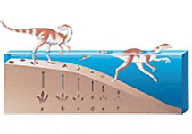 Плавающий динозавр, оставляющий первоначально глубокие, а в конце еле заметные следы, по мере того, как он заходит в воду и постепенно теряет контакт с морским дном. Иллюстрация: Debra Mickelson (с сайта www.colorado.edu/news/)