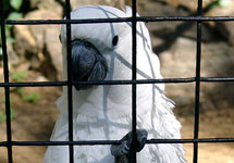 Попугай в клетке. Фото с сайта www.gallery.leonovdesign.ru