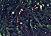 Длительная экспозиция в инфракрасных лучах гигантского газопылевого облака (L1448) демонстрирует структуры, которые остаются невидимыми в оптическом диапазоне. Изображение J.Foster and A.Goodman, CfA
