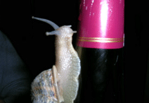 Улитка на бутылке бургундского. Фото с сайта