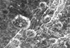 Область, именуемая Carthage Linea. Изображение получено с помощью узкоугольной камеры 11 октября 2005 года, с расстояния приблизительно 19 600 километров от поверхности Дионы. Фото NASA/JPL/Space Science Institute