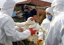 Птичий грипп в Турции. Фото АР