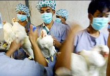 Птичий грипп. Индонезия. Фото с сайта YahooNews