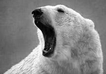 Белый медведь. Фото с сайта safari.ru