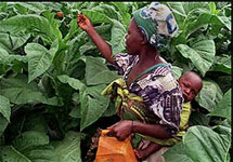 Зимбабве. Работница с ребенком на табачной плантации. Фото с сайта газеты Washington Post